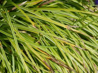 Carex dolichostachya 'Silver Sceptre'