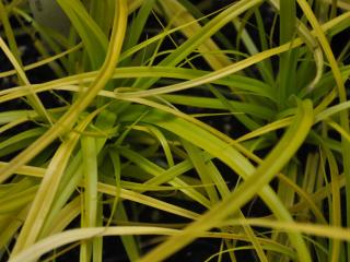 Carex oshimensis 'Everillo' ®