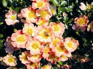 Rosa bijenweelde Abrikoos